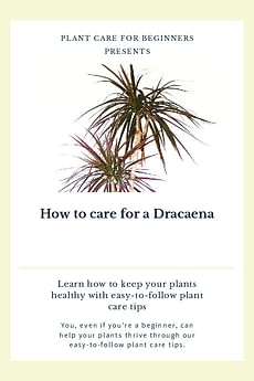 How to care for a Dracaena