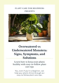 Overwatered vs Underwatered Monstera: Signs, Symptoms, and Solutions