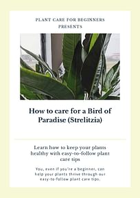 How to care for a Bird of Paradise (Strelitzia)