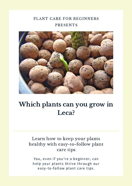Which plants can you grow in Leca?