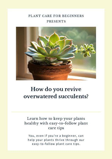 How do you revive overwatered succulents?