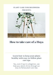 How to take care of a Hoya