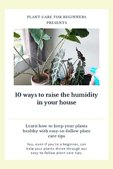10 ways to raise the humidity in your house