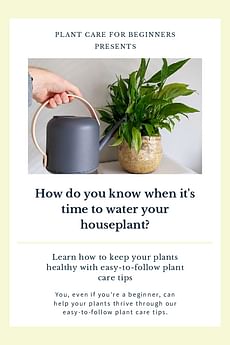 How do you know when it's time to water your houseplant?
