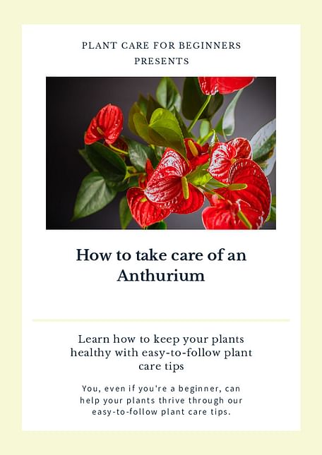 How to take care of an Anthurium