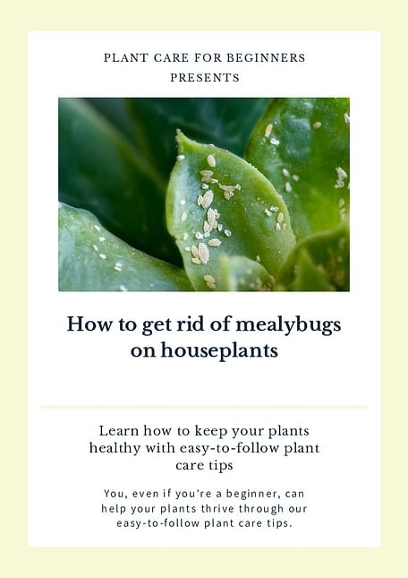 How to get rid of mealybugs on houseplants