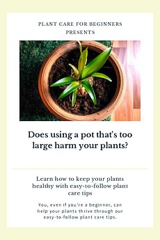 Does using a pot that's too large harm your plants?