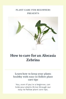 How to care for an Alocasia Zebrina