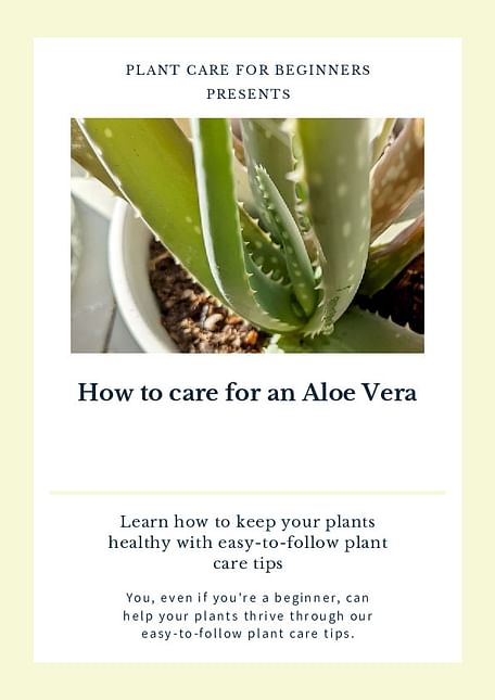How to care for an Aloe Vera
