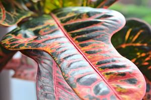 How to care for Crotons