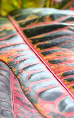 How to care for Crotons