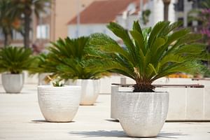 How to take care of Cycas revoluta (Sago Palm)