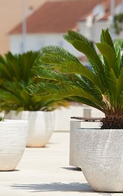 How to take care of Cycas revoluta (Sago Palm)
