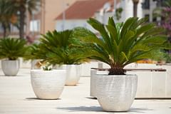 How to take care of Cycas revoluta (Sago Palm)