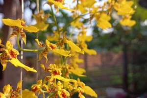 Oncidium Orchids
