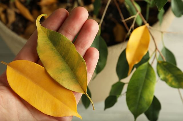 Dead leaves on a ficus