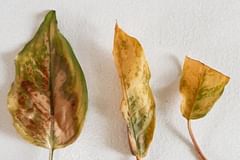 How to rescue a plant from overwatering