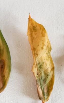 How to rescue a plant from overwatering