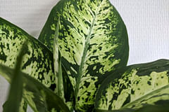 How to care for a Dieffenbachia