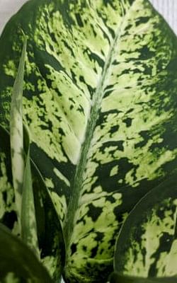 How to care for a Dieffenbachia