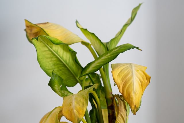 dieffenbachia-yellow-leaves.jpg