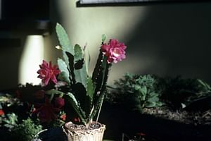 Disocactus ackermannii