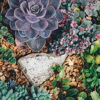 Read a plant care guide