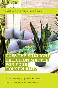 Does the sunlight direction matter for your houseplant?