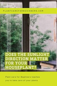 Does the sunlight direction matter for your houseplant?