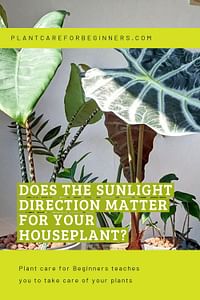 Does the sunlight direction matter for your houseplant?