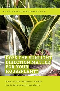 Does the sunlight direction matter for your houseplant?