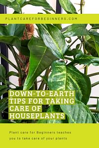 Down-to-earth tips for taking care of houseplants