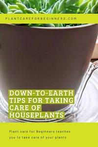 Down-to-earth tips for taking care of houseplants