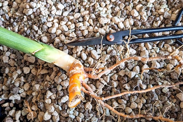 Propagating a Dracaena Angolensis