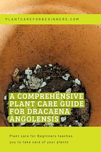 A comprehensive plant care guide for Dracaena Angolensis