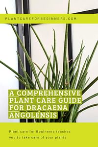 A comprehensive plant care guide for Dracaena Angolensis