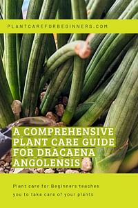 A comprehensive plant care guide for Dracaena Angolensis