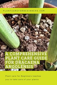 A comprehensive plant care guide for Dracaena Angolensis