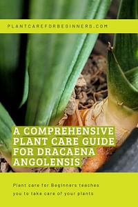 A comprehensive plant care guide for Dracaena Angolensis