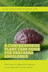 A comprehensive plant care guide for Dracaena Angolensis