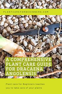 A comprehensive plant care guide for Dracaena Angolensis