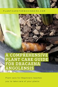 A comprehensive plant care guide for Dracaena Angolensis