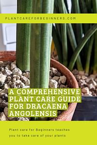 A comprehensive plant care guide for Dracaena Angolensis