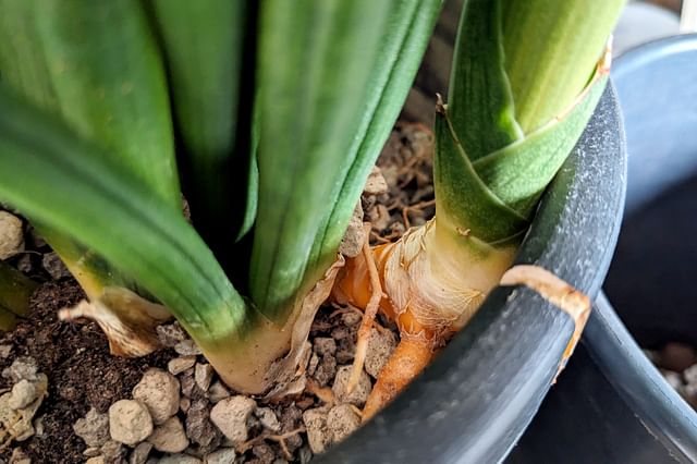 Dracaena Angolensis growing in nutrient-poor soil