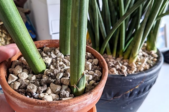 Repotted Dracaena Angolensis