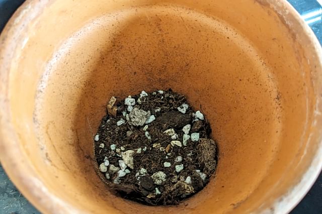 Base layer of soil for Dracaena Angolensis