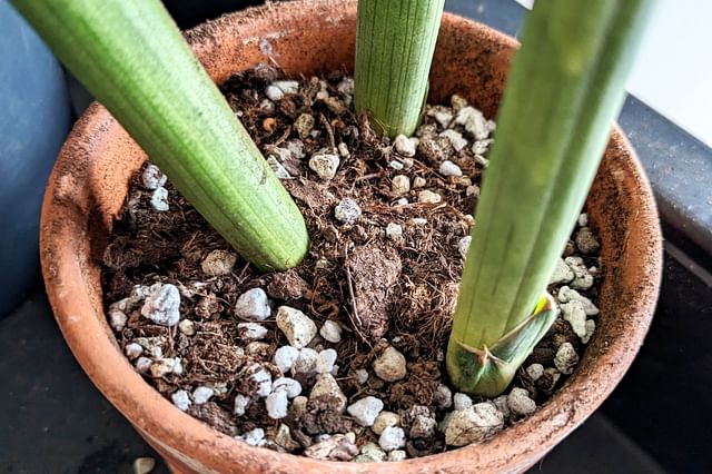 Soil for a Dracaena Angolensis
