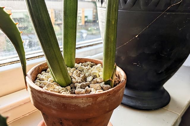 Sunlight for Dracaena Angolensis