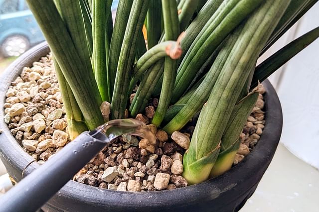 Watering a Dracaena Angolensis