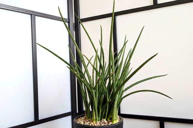 Dracaena Angolensis